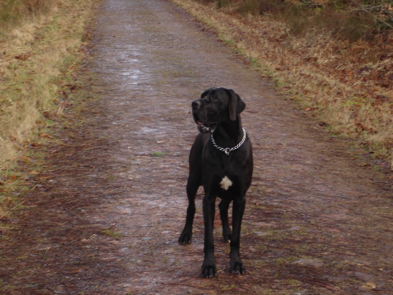 Babou De La Vallée De L'yvel