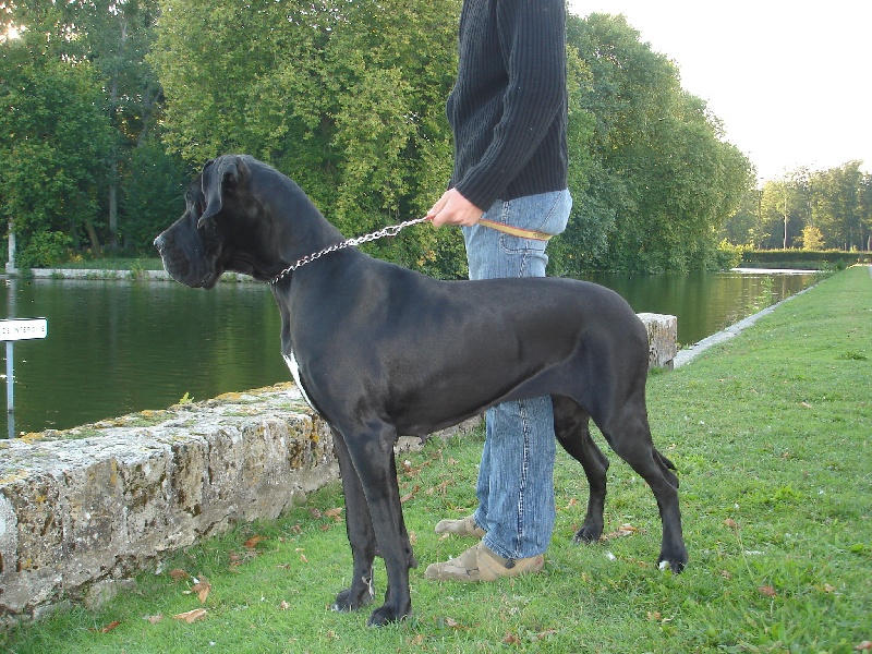 Babou De La Vallée De L'yvel