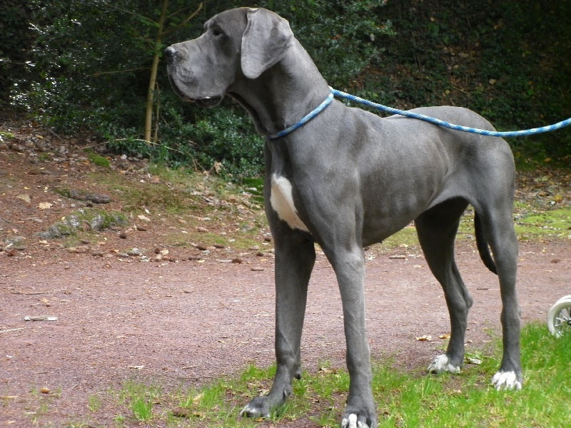 Fleur bleue De La Vallée De L'yvel
