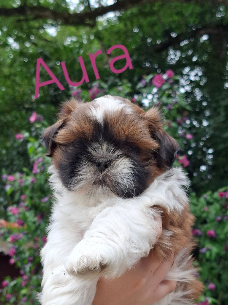 De La Vallée De L'yvel - Chiots disponibles - Shih Tzu