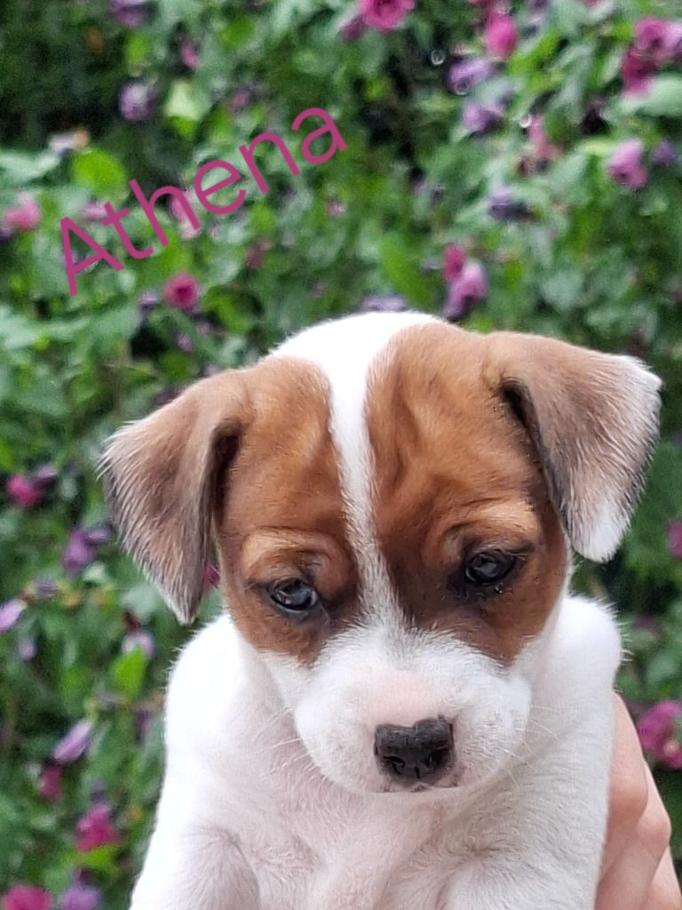 De La Vallée De L'yvel - Chiots disponibles - Jack Russell Terrier