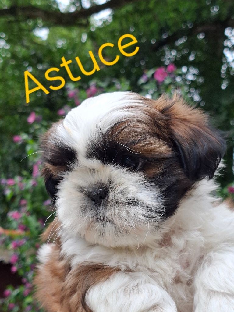 De La Vallée De L'yvel - Chiots disponibles - Shih Tzu