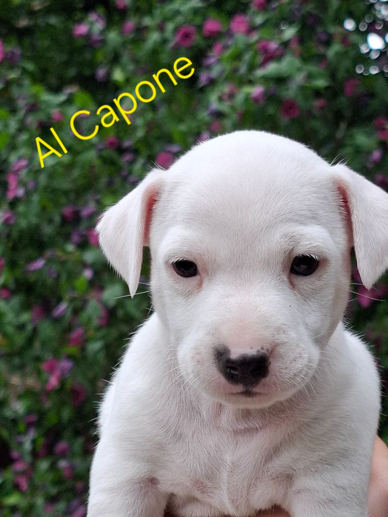 De La Vallée De L'yvel - Chiots disponibles - Jack Russell Terrier