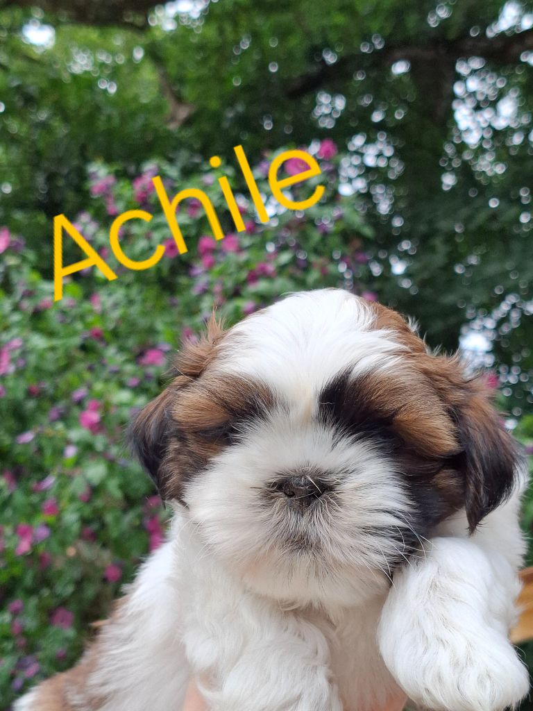 De La Vallée De L'yvel - Chiots disponibles - Shih Tzu