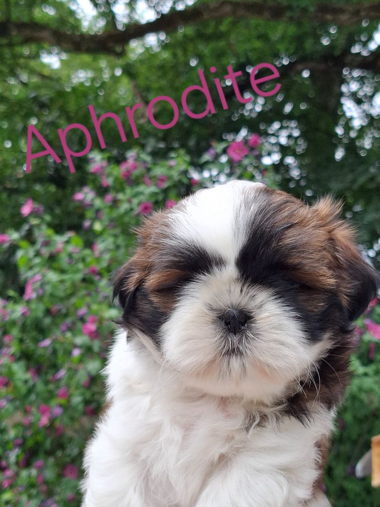 De La Vallée De L'yvel - Chiots disponibles - Shih Tzu