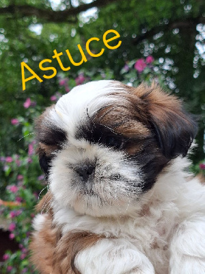 Astuce