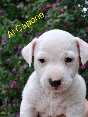 Al Capone