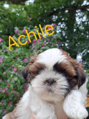 Achile