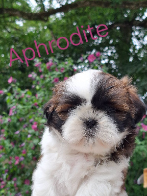 Aphrodite