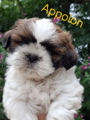 Appolon