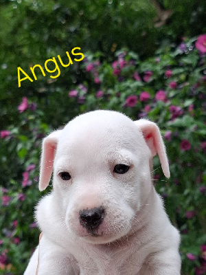 Angus