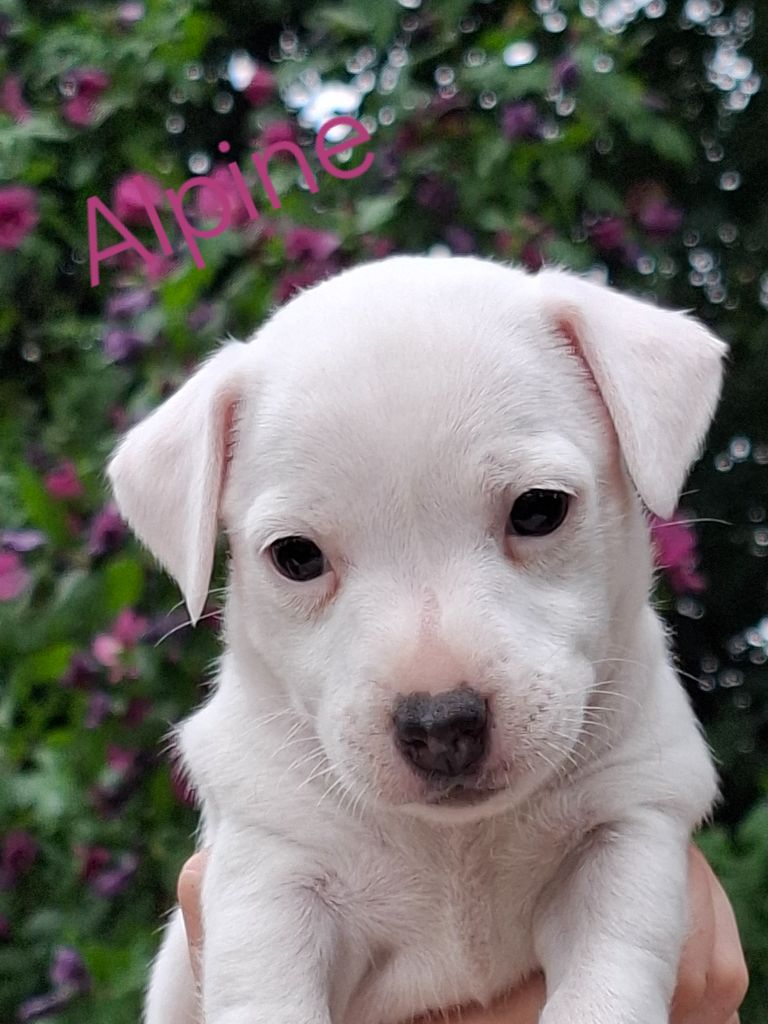 De La Vallée De L'yvel - Chiots disponibles - Jack Russell Terrier